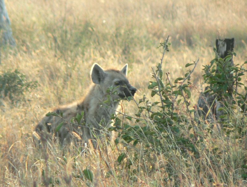 JAR 232_hyena.JPG - Zde již akční hyena.